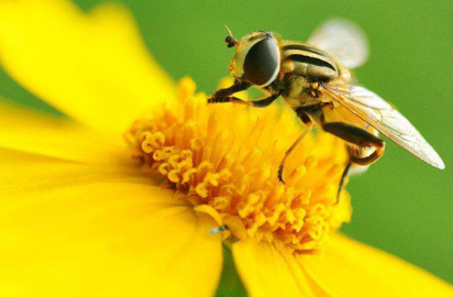 鲍鱼|10个冷知识，鲍鱼的头数是什么意思？