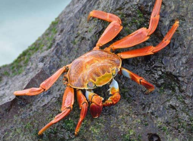 鲍鱼|10个冷知识，鲍鱼的头数是什么意思？