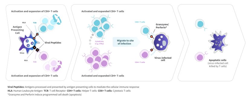 新冠肺炎|新冠肺炎疗法再添新成员，AlloVir 病毒特异性T细胞疗法获批临床
