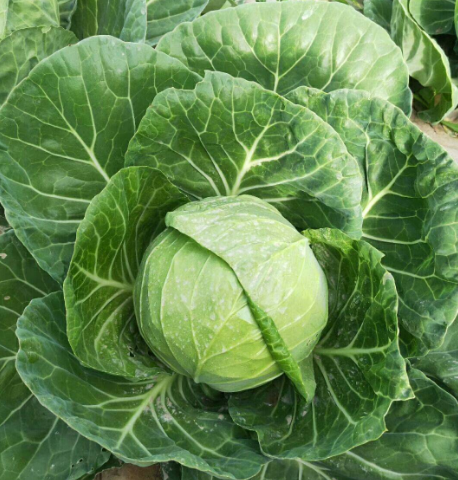 紧实,松散的包菜选哪种?学会这几招,一挑一个准,个个新鲜脆嫩