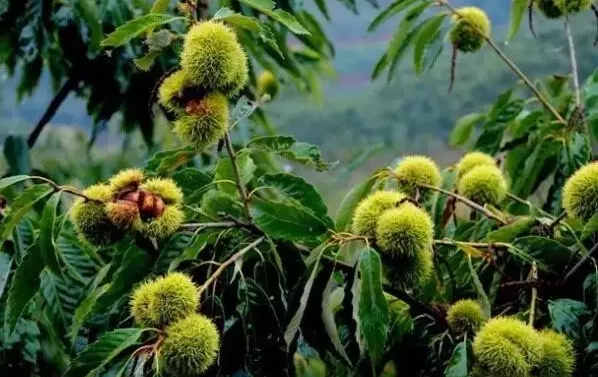 勾起了许多资源人小时候的回忆|维生素c|栗子|板栗树|补肾