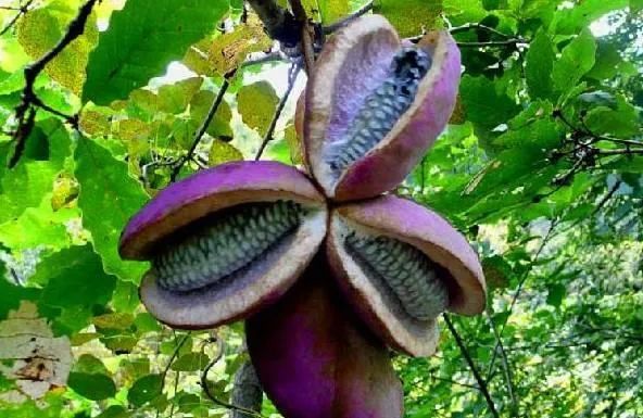 恶魔果实是啥灭霸快乐果又是啥这些奇奇怪怪的水果你吃过几种