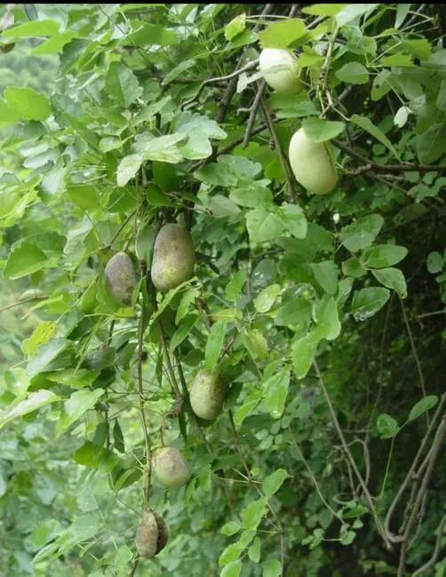 八月兴国野生"牛卵坨"飘香,还有多少人记得这个味道_腾讯新闻