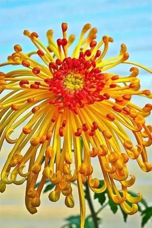 秋日|秋日赏菊，美醉了！