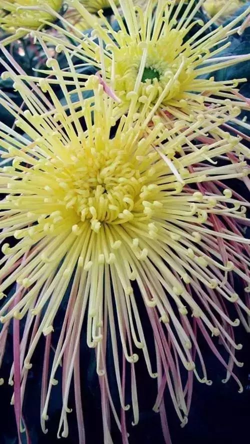 秋日|秋日赏菊，美醉了！