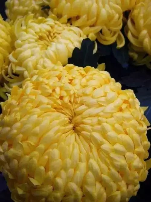 秋日|秋日赏菊，美醉了！