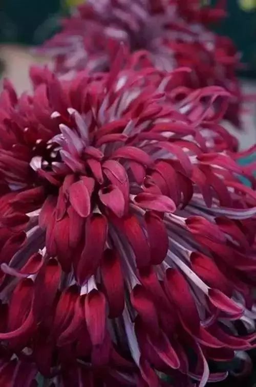 秋日|秋日赏菊，美醉了！