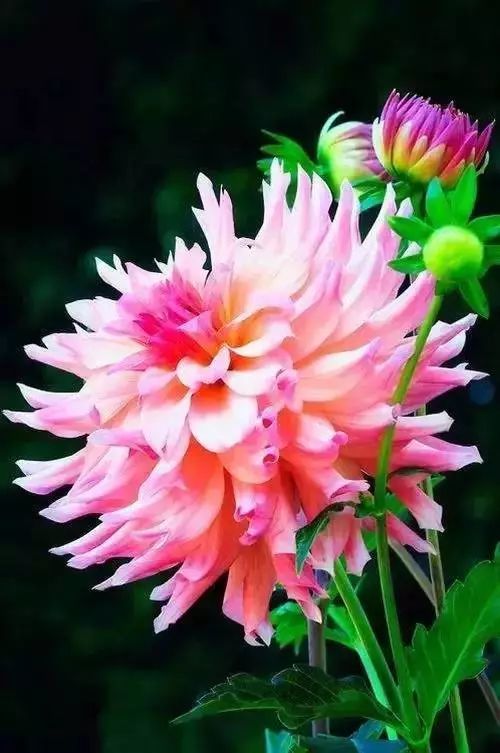 秋日|秋日赏菊，美醉了！