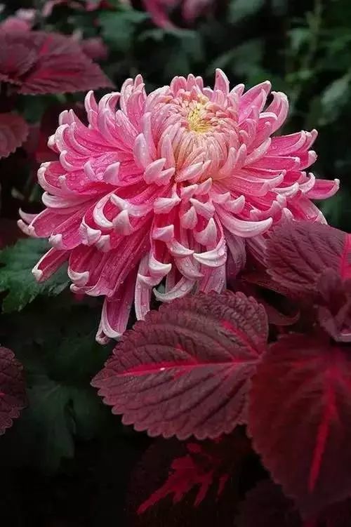 秋日|秋日赏菊，美醉了！