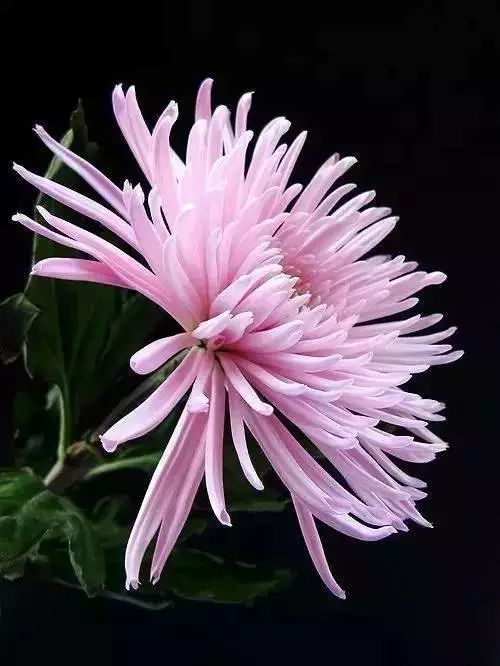 秋日|秋日赏菊，美醉了！