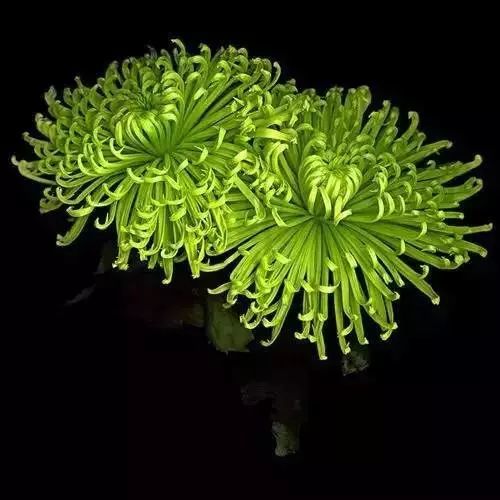 秋日|秋日赏菊，美醉了！