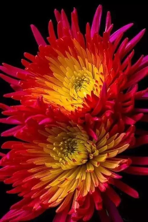 秋日|秋日赏菊，美醉了！