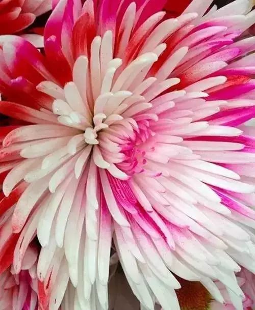 秋日|秋日赏菊，美醉了！