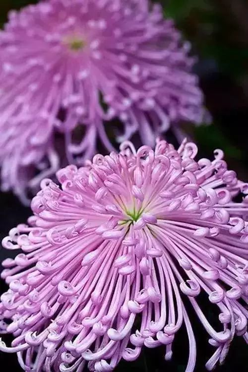 秋日|秋日赏菊，美醉了！