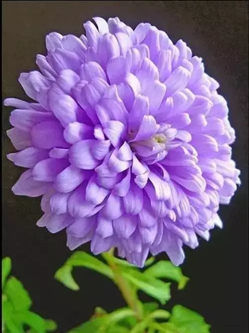 秋日|秋日赏菊，美醉了！