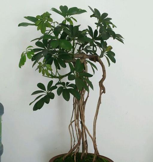 如何用鸭脚木制作盆景