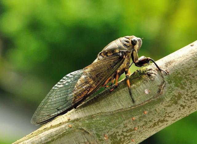 王籍|王籍享誉诗史的名句却被认为有合掌之嫌，王安石改诗沈括赞同，你怎么看？