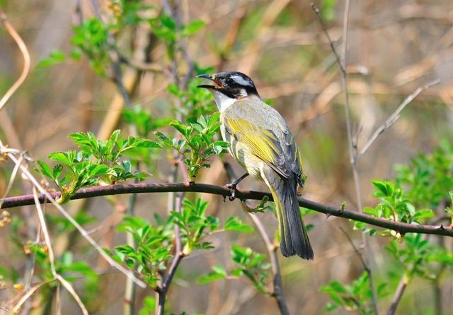 王籍|王籍享誉诗史的名句却被认为有合掌之嫌，王安石改诗沈括赞同，你怎么看？