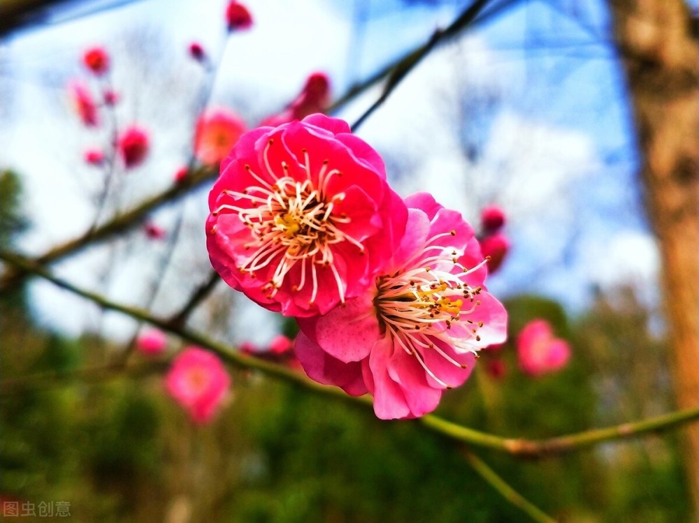 陈政良|秋月春花怀里抱，红尘紫陌醉中弹