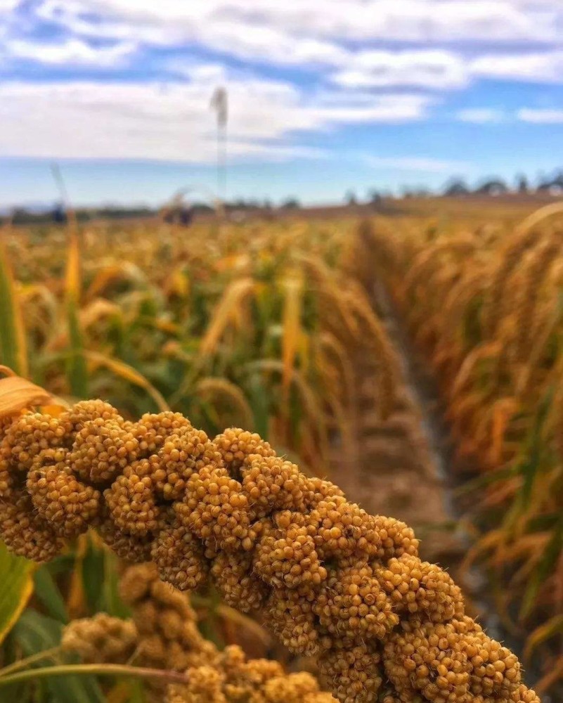 契丹族|牛河梁遗址：出土过1位老人，距今5400年，和很多汉族有血缘关系