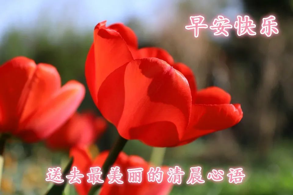 2020最新出炉的早安问候祝福短信 特别漂亮的鲜花早安图片
