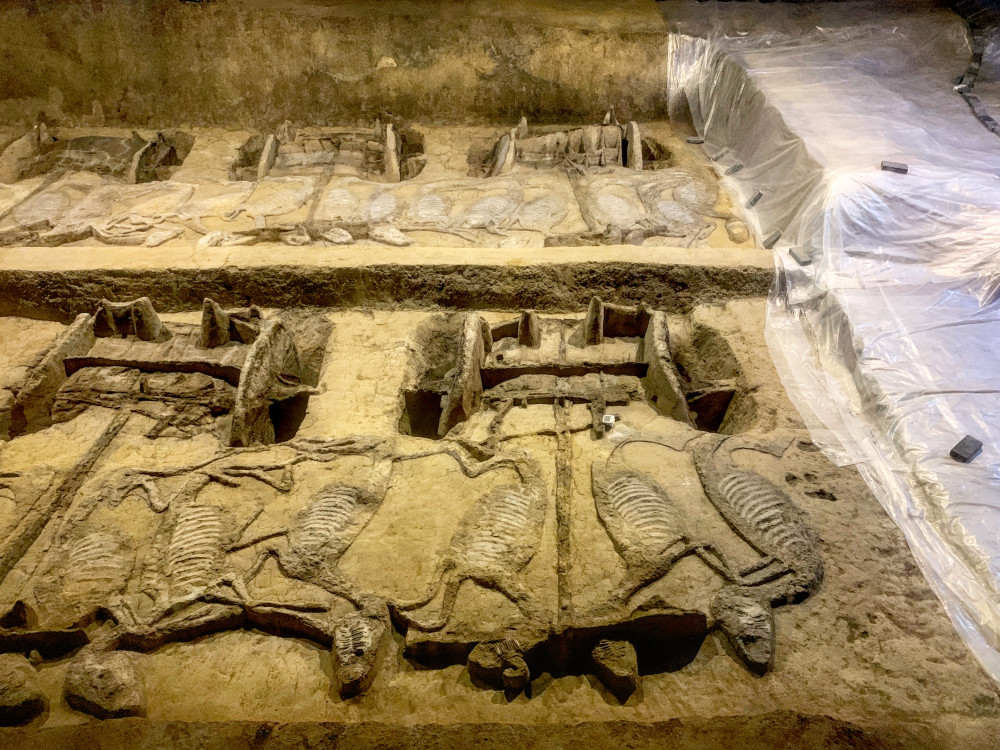 楚王随葬大批量车马阵规模不输秦兵马俑被誉为天下第一