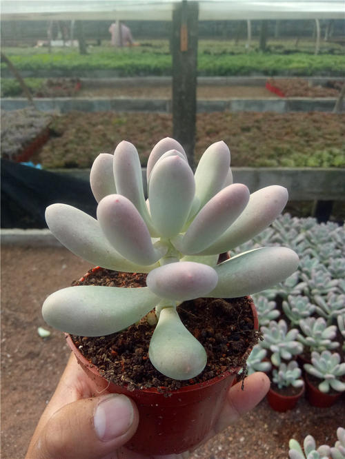 这是鸡蛋美人多肉!该怎么养呢!