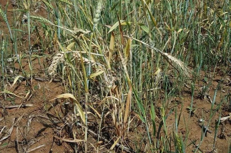 根腐病|这个药比苯醚甲环唑活性高几倍，小麦用它拌种，土传病害全搞定