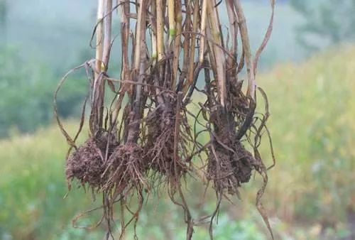 根腐病|这个药比苯醚甲环唑活性高几倍，小麦用它拌种，土传病害全搞定