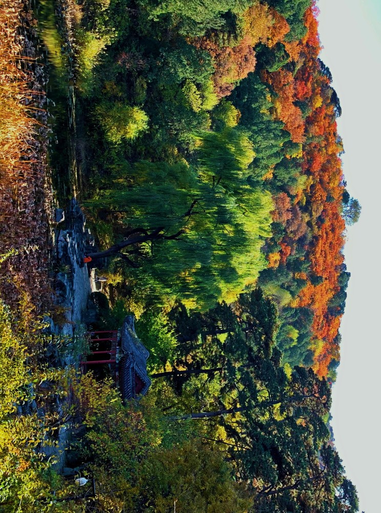 北京|北京风物探秘：北京西山一带的秋色之美，为何美得透亮