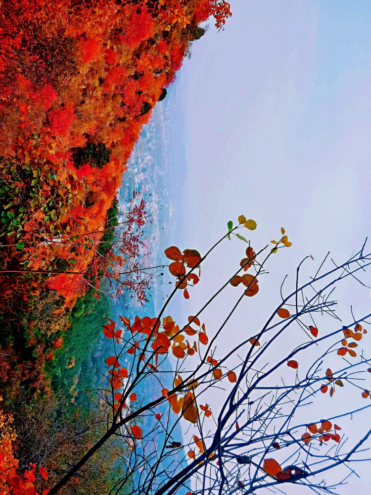 北京|北京风物探秘：北京西山一带的秋色之美，为何美得透亮