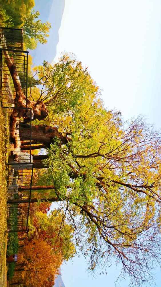 北京|北京风物探秘：北京西山一带的秋色之美，为何美得透亮