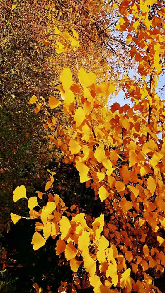 北京|北京风物探秘：北京西山一带的秋色之美，为何美得透亮