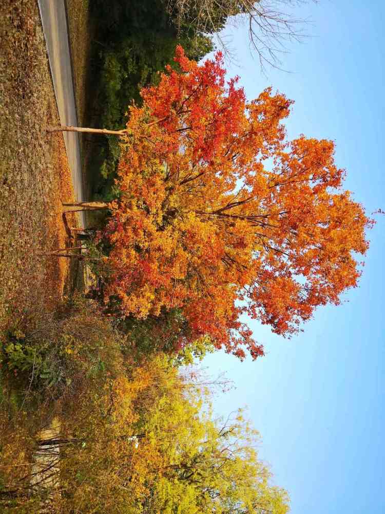 北京|北京风物探秘：北京西山一带的秋色之美，为何美得透亮