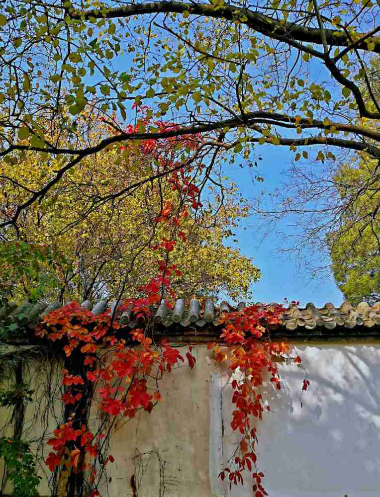 北京|北京风物探秘：北京西山一带的秋色之美，为何美得透亮