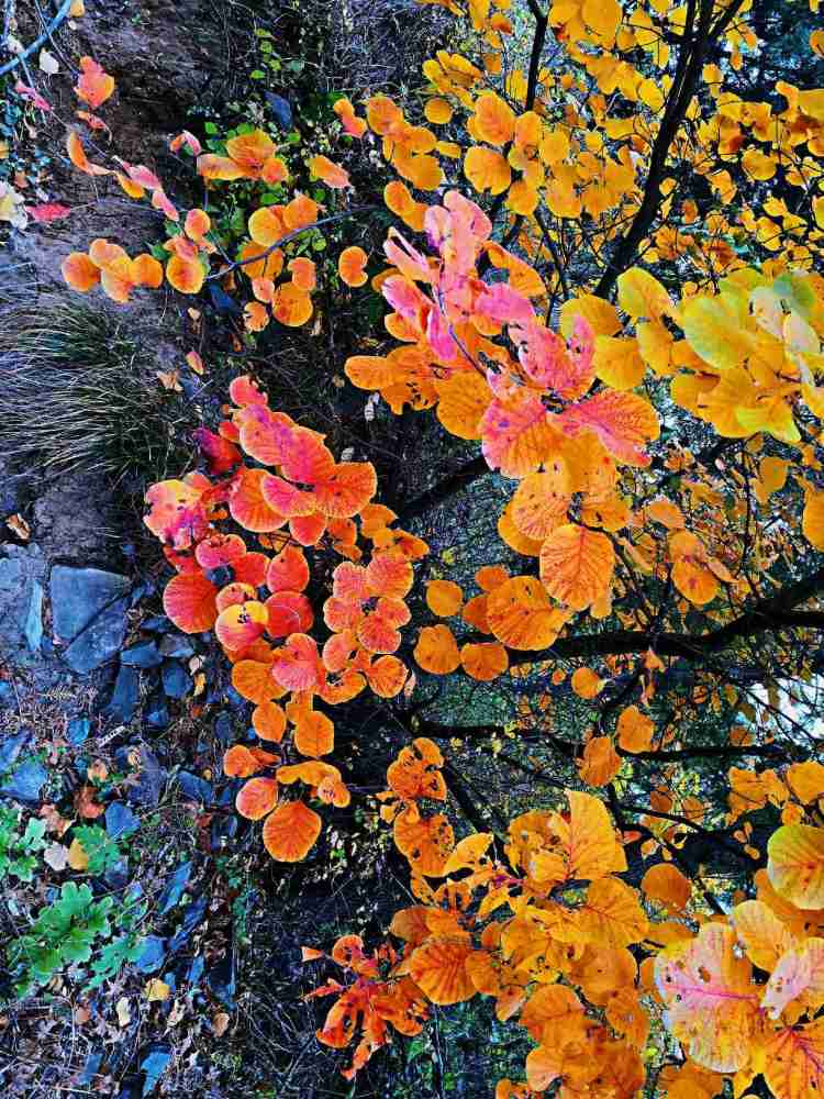 北京|北京风物探秘：北京西山一带的秋色之美，为何美得透亮