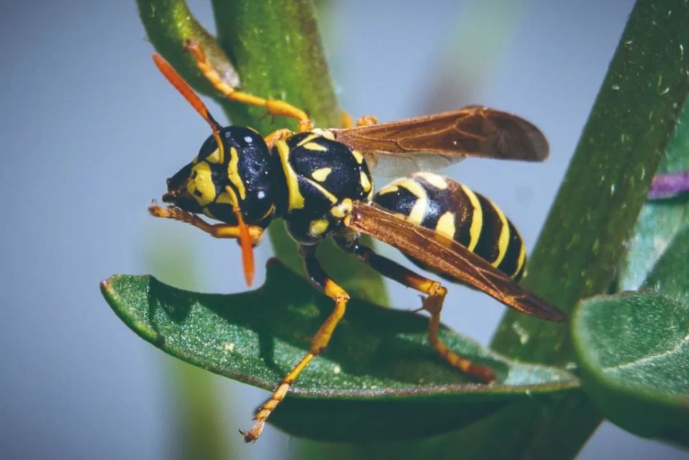 蜜蜂|蜜蜂只以花蜜和花粉为食？这种蜜蜂其实吃荤！