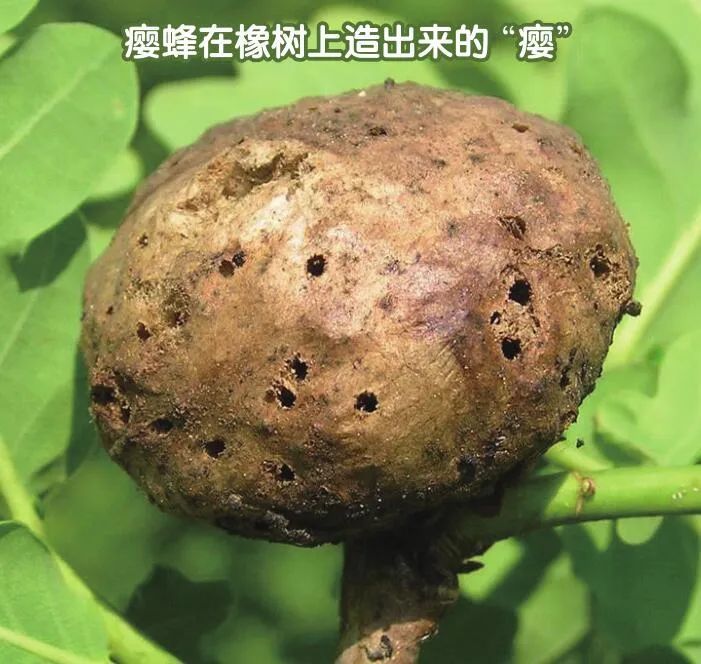 蜜蜂|蜜蜂只以花蜜和花粉为食？这种蜜蜂其实吃荤！