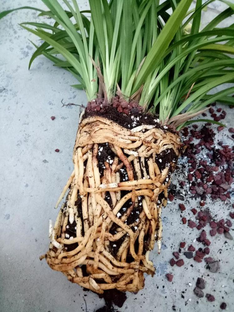 兰花养根:免费的"料",养出粗壮大白根_腾讯新闻