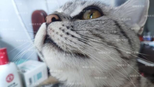 猫咪更喜欢小孩 和老年人 对成年人却是又抓又咬 腾讯网