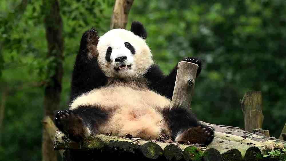 为什么食肉动物瘦,而食草动物反而胖呢?