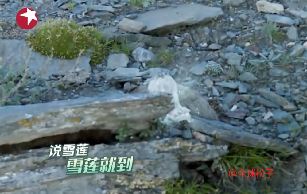 刘宇宁|刘宇宁对《极挑》摘雪莲花一事道歉，解释称：雪莲是节目组道具