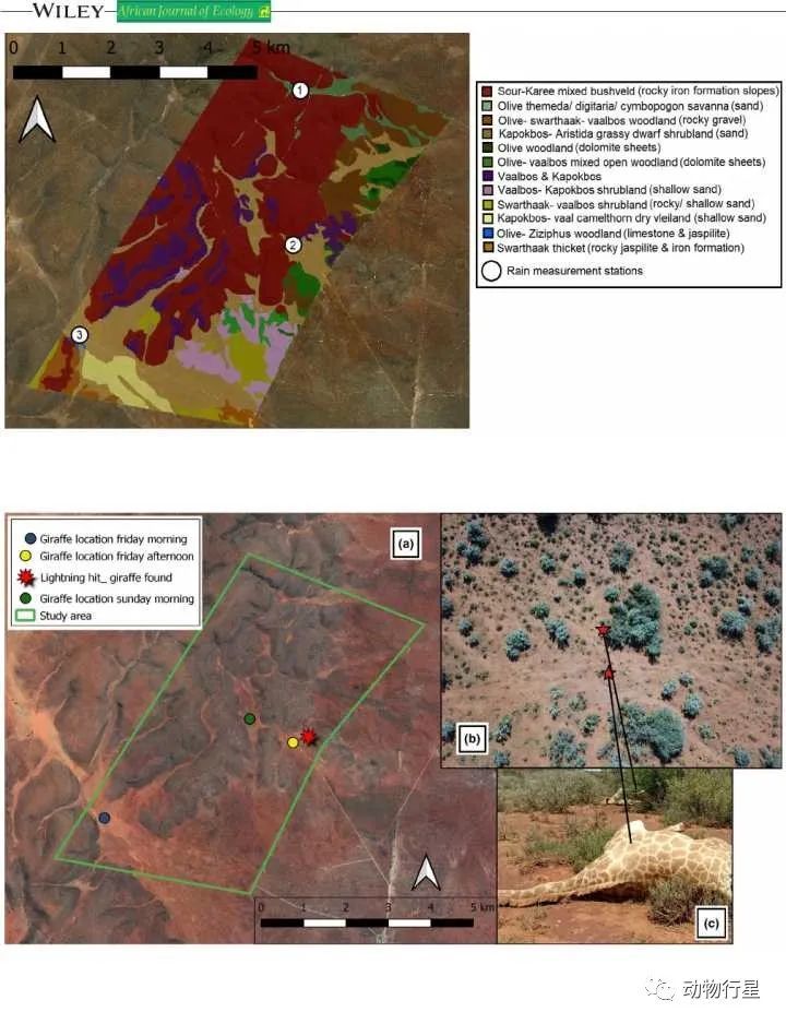 避雷针|长颈鹿是大草原上的避雷针吗？