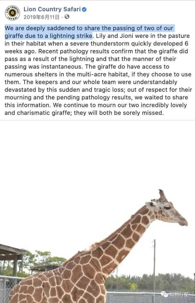避雷针|长颈鹿是大草原上的避雷针吗？