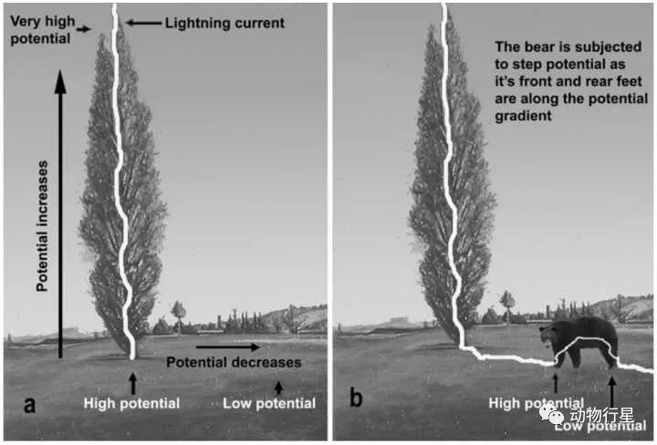 避雷针|长颈鹿是大草原上的避雷针吗？