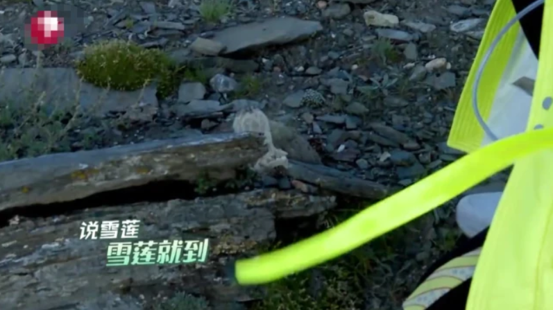 刘宇宁|刘宇宁摘水母雪兔子惹争议，本人称是道具，植物学家揭开真相