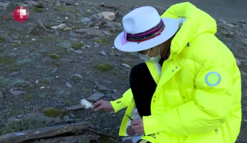 刘宇宁|刘宇宁摘水母雪兔子惹争议，本人称是道具，植物学家揭开真相