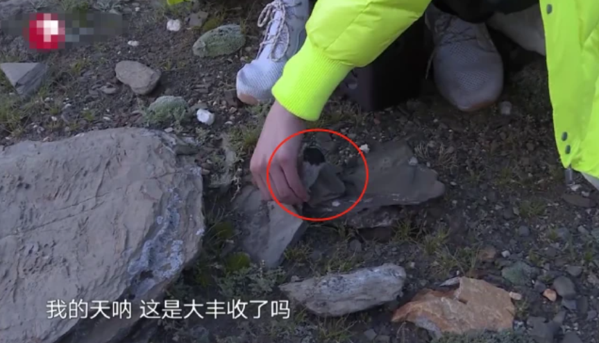 刘宇宁|刘宇宁摘水母雪兔子惹争议，本人称是道具，植物学家揭开真相