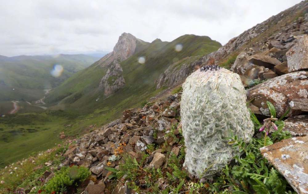 刘宇宁|刘宇宁摘水母雪兔子惹争议，本人称是道具，植物学家揭开真相