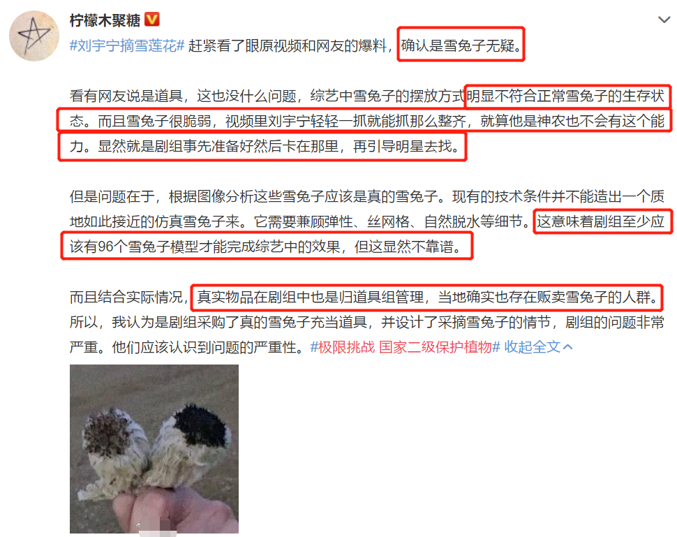 刘宇宁|刘宇宁摘水母雪兔子惹争议，本人称是道具，植物学家揭开真相